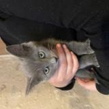 Photo de chat trouvé à Domfront En Champagne