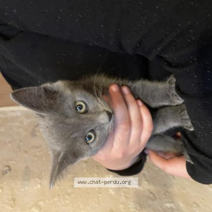 Photo 1/1 Chat retrouvé Trouvé à Domfront en champagne