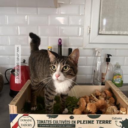 Photo de chat perdu à Beauzelle