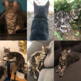 Photo de chat perdu à L Hopital