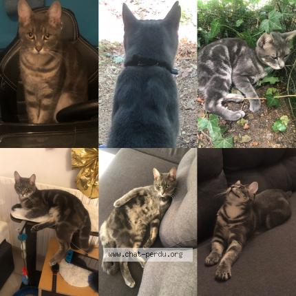 Photo 1/1 Chat retrouvé Perdu à L hopital