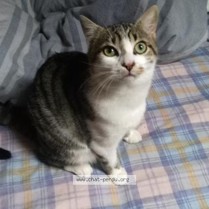 876545 Toto chat perdu à FOISSIAT - Chat Perdu France