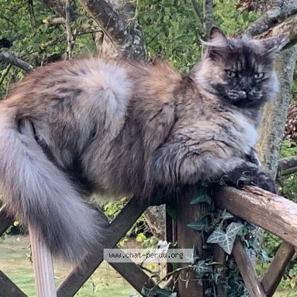 Photo de chat perdu à Chantepie