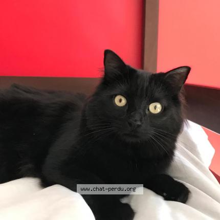 Photo 1/1 Guiness Chat perdu à Flacey en bresse