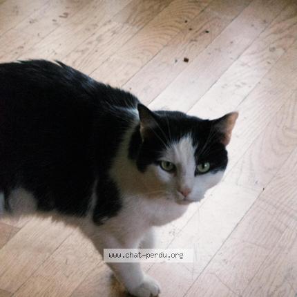 Photo 1/1 BIBI Chat perdu à Illkirch graffenstaden