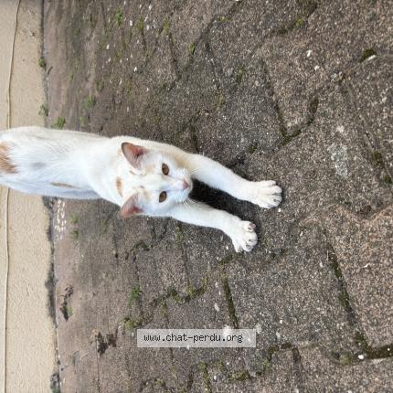 Photo 1/1 Chat retrouvé Perdu à Clermont Ferrand