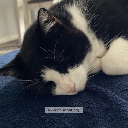 Photo de chat perdu à Clermont Ferrand
