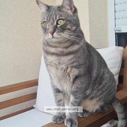 Photo 1/1 Cookie Chat perdu à Bailly