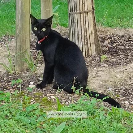 Photo 1/1 Chat retrouvé Perdu à Illkirch Graffenstaden 67400