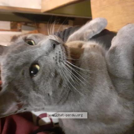 Photo 1/1 Musso Chat perdu à Connage