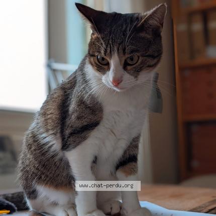 Photo 1/1 Chat retrouvé Perdu à Civrieux D Azergues