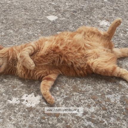 Photo 1/1 Minou Chat perdu à Charlieu