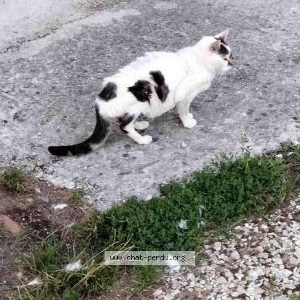 Photo 1/1 Chat retrouvé Trouvé à Brienne La Vieille