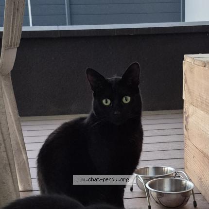 Photo 1/1 Chat retrouvé Perdu à Javene