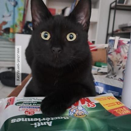 Photo de chat perdu à Perols