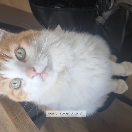 Photo de chat perdu à Vertou