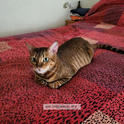 Photo 1/1 Cora Chat perdu à Nice