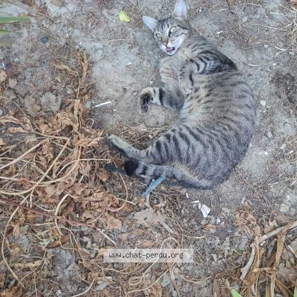 Photo 2/2 Chat retrouvé Trouvé à Evenos