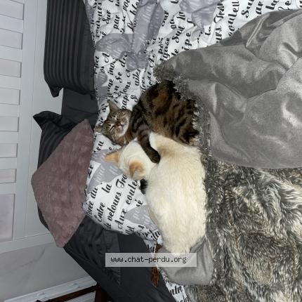 Photo 1/1 Chat retrouvé Perdu à Abzac