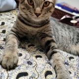 Photo de chat perdu à Bahawalpur