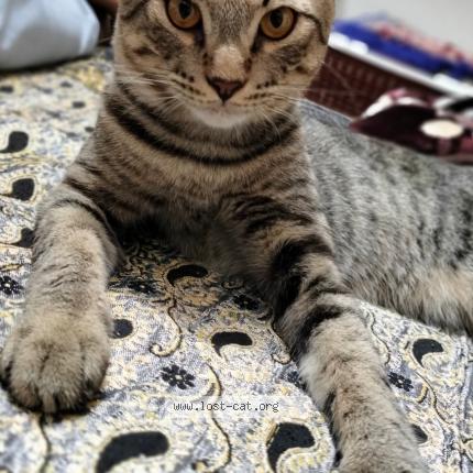 Photo 1/1 Tolly Chat perdu à Bahawalpur