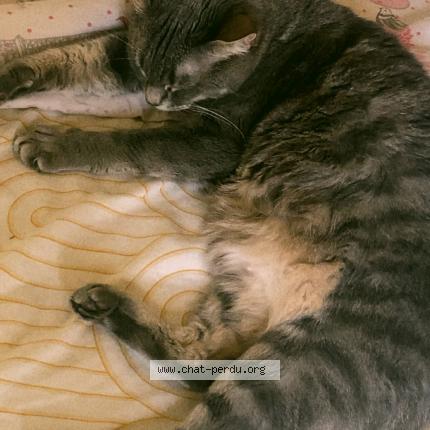 Photo de chat perdu à Barjouville