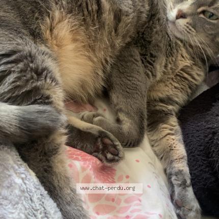 Photo 2/4 Chat retrouvé Perdu à Barjouville