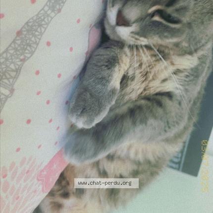 Photo 3/4 Chat retrouvé Perdu à Barjouville