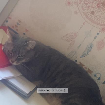 Photo 4/4 Chat retrouvé Perdu à Barjouville