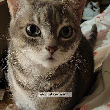 Photo 1/1 Sora Chat perdu à Mouchin