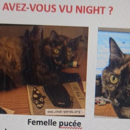 Photo 1/1 Chat retrouvé Perdu à Marseille