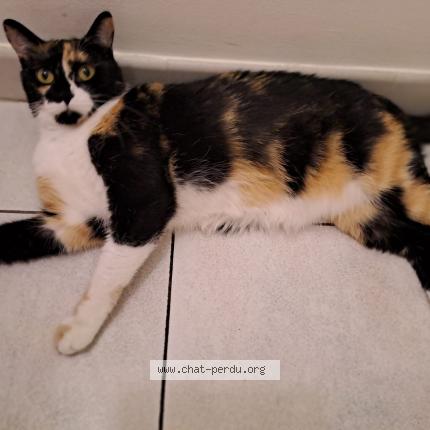 Photo de chat perdu à Draguignan