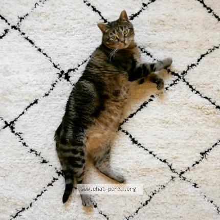 Photo de chat perdu à Lomme