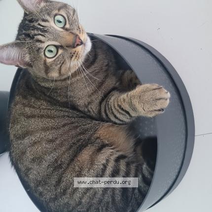 Photo 1/1 Chat retrouvé Perdu à Brest