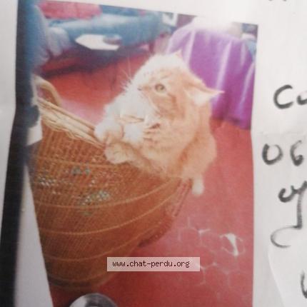 Photo 1/1 Pomponette Chat perdu à Sisteron