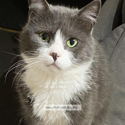 Photo 1/1 Chat retrouvé Perdu à Sermaise