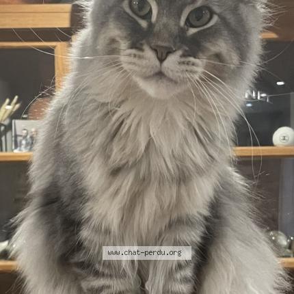 Photo de chat perdu à Tremblay En France