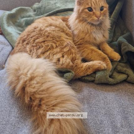 Photo 1/1 STITCH Chat perdu à Saumur