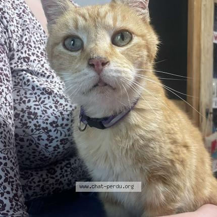 Photo 1/1 O’malley Chat perdu à Mondrepuis