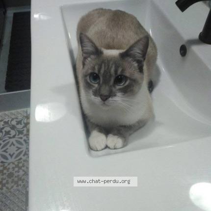 Photo 1/1 Plume Chat perdu à Pleine fougeres