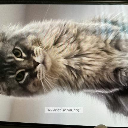 Photo 1/1 Chat retrouvé Perdu à Tremblay En France