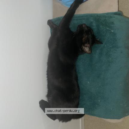 Photo 1/1 Guizmo Chat perdu à Nueil sur layon