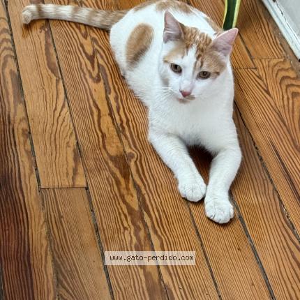 Photo 1/1 Chat trouvé Trouvé à Caba