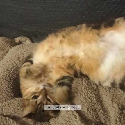 Photo 1/1 Sothys Chat perdu à Marseille