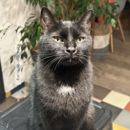 Photo 1/1 Chat retrouvé Perdu à Chatillon