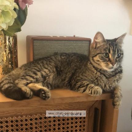 Photo de chat perdu à Paris