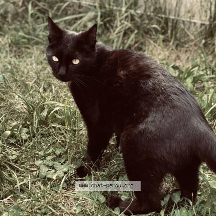 Photo 1/1 Chat retrouvé Perdu à Arsac