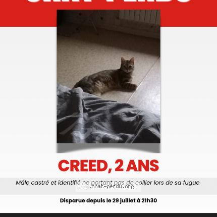 Photo 1/1 Chat retrouvé Perdu à Denain