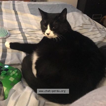 Photo 1/1 Gaïa Chat perdu à Montreal