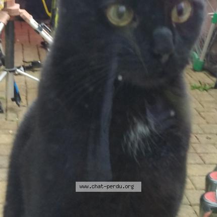 Photo 1/1 Minette Chat perdu à La bruffiere
